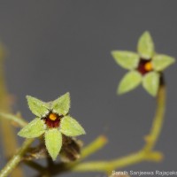 Sterculia urens Roxb.
